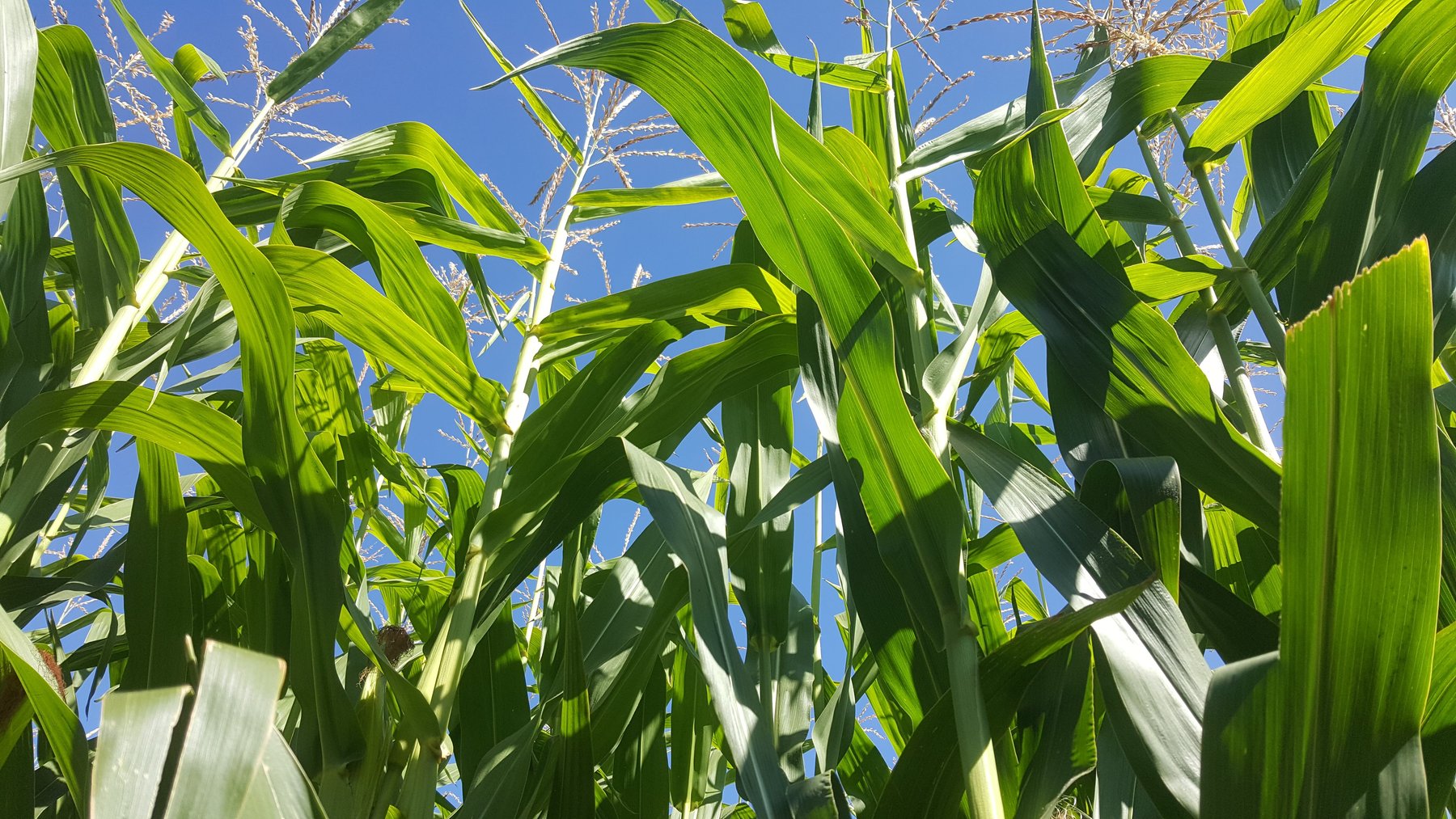 EDMONTON CORN MAZE (2025) All You Should Know Before You Go (with Reviews)