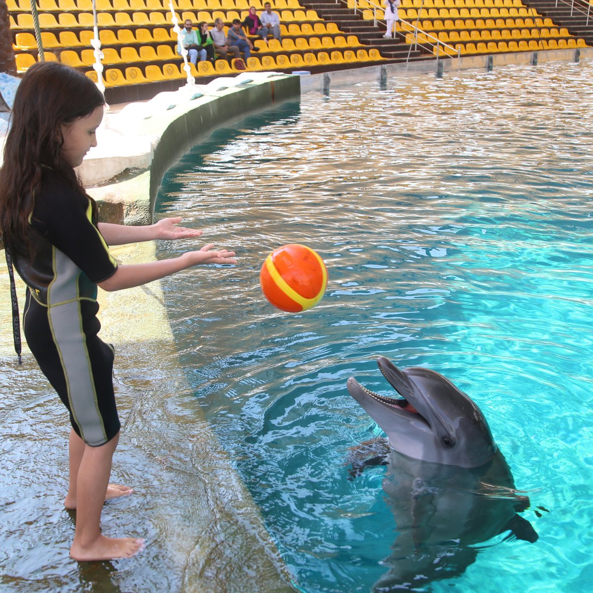 Kish Dolphin Park, Остров Киш: лучшие советы перед посещением - Tripadvisor