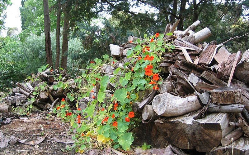 Woodpile