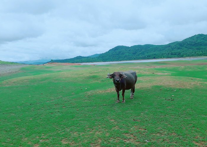 trâu nè