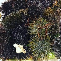 Ricci di mare appena arrivati!!!