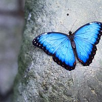 Morpho peleides in Papilonia