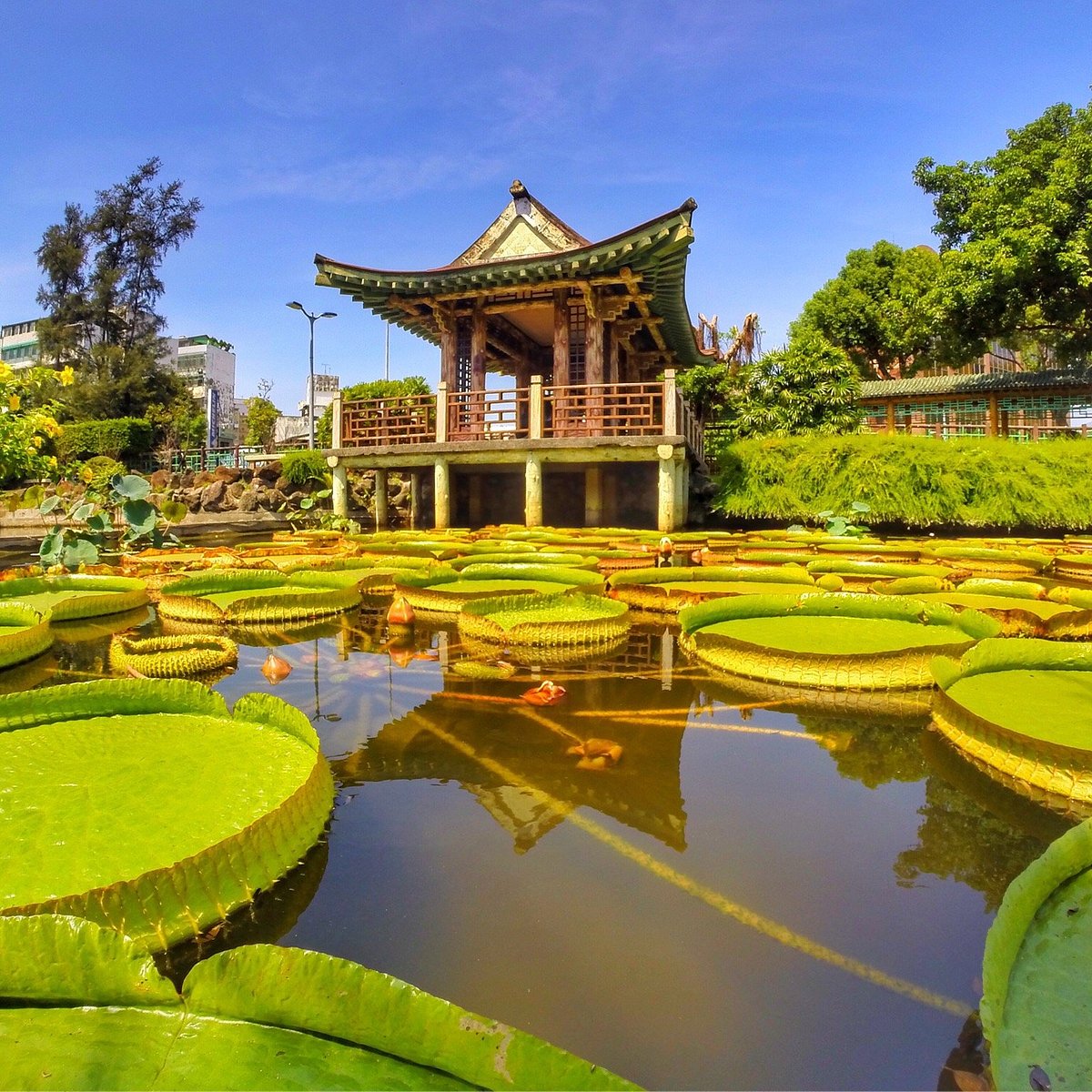 You Can Actually Sit on Giant Lily Pads in This Taipei Park