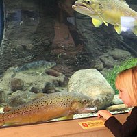 Get up-close with some of Alberta's freshwater species in 12 aquariums inside the Discovery Cent