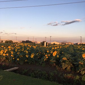 21年 鴻巣市で絶対外さないおすすめ観光スポットトップ10 定番から穴場まで トリップアドバイザー 21年 鴻巣市で絶対外さないおすすめ観光スポットトップ10 定番から穴場まで トリップアドバイザー