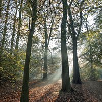 Autumn Rays - Early morning in Hurst Grange Park