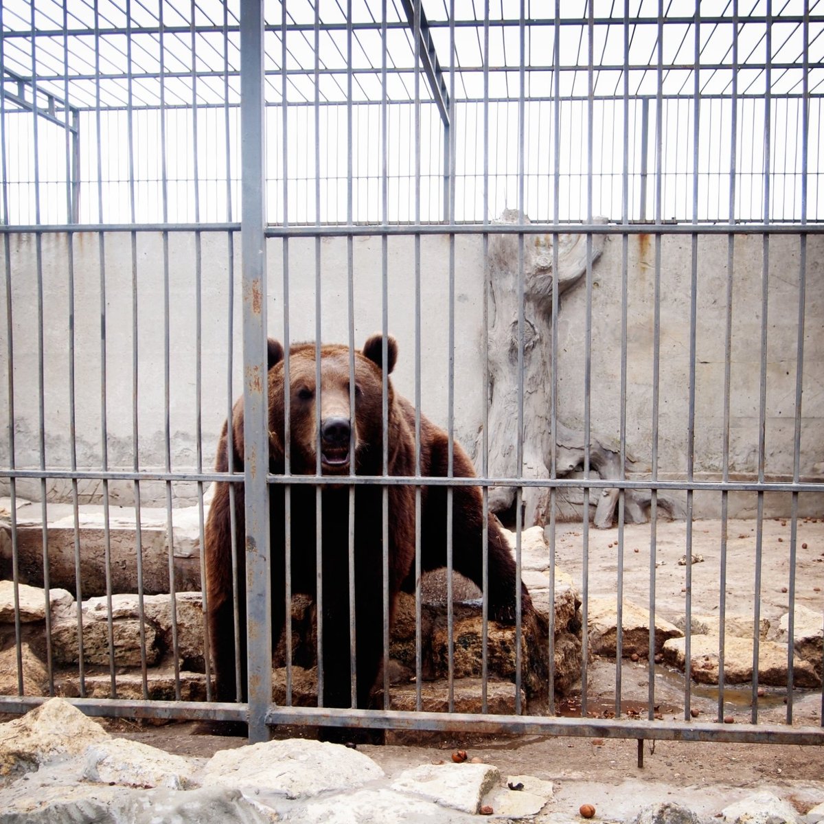 Home zoo. Зоопарк Донбасса. Российский зоопарк. Зоопарк в Васильевке Запорожск. Зоопарк отделение.