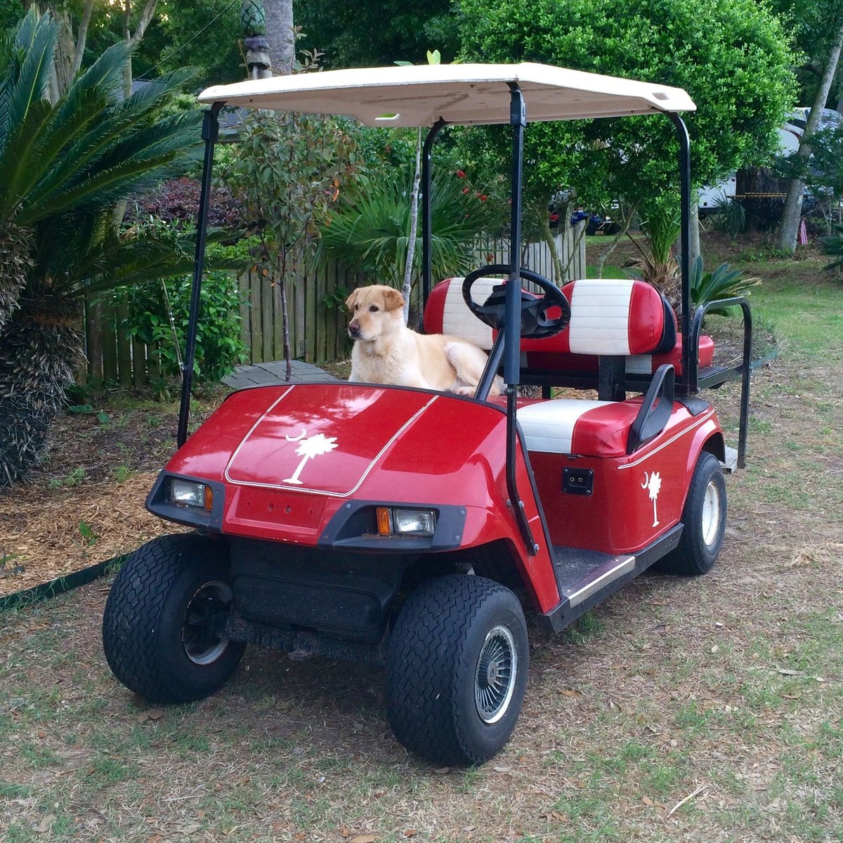 isle-of-palms-golf-carts-isle-of-palms-golf-carts-yorumlar-tripadvisor