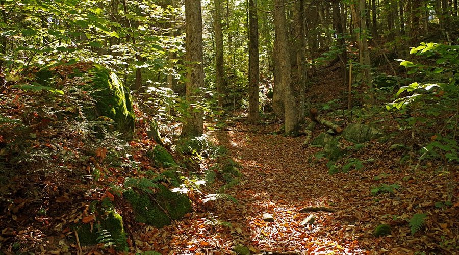 A hiking trail at Bear Swamp.