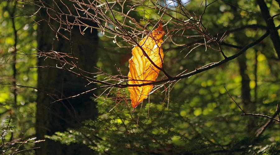 An autumn leaf caught in a tree branch.