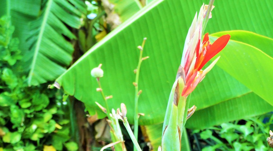 Garden in bloom