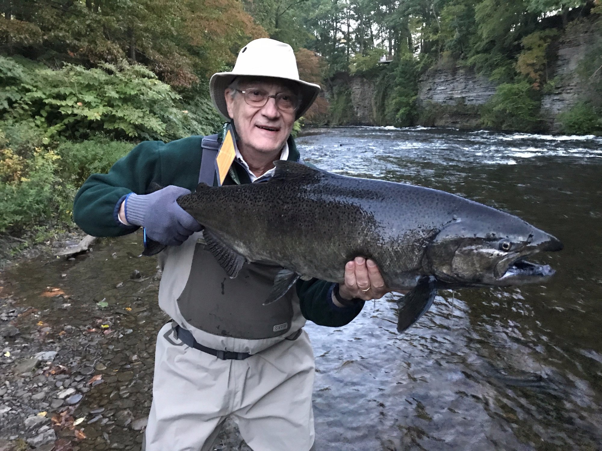 Douglaston salmon store run