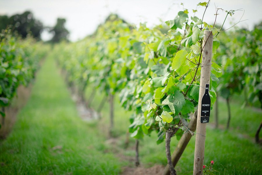 vineyard tours north yorkshire