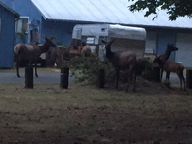 Packwood Rv Park And Campground