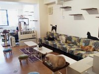 Cute angry cat haha - didn't move from top shelf - can't touch cats up  there – Foto de Cat Cafe Hapineko, Shibuya - Tripadvisor