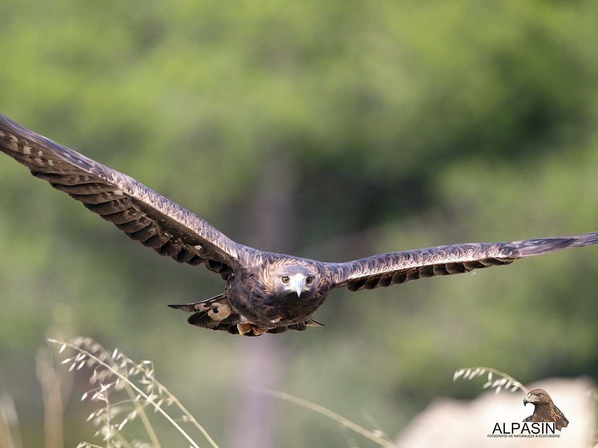 Águila imperial desde hide en la sierra de Andújar – El Ecoturista