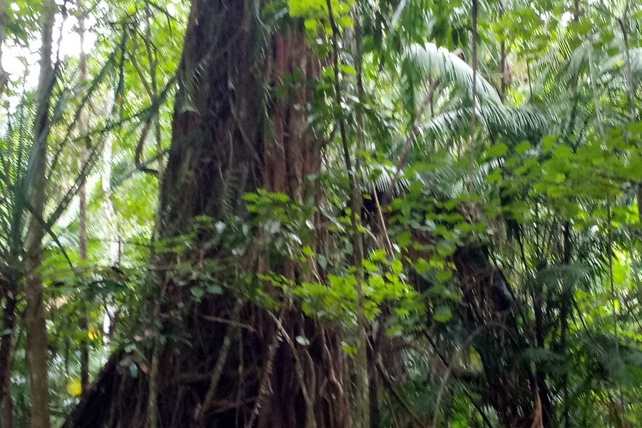 Nantu Forest image