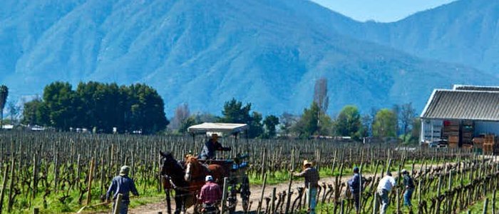 Workers tending the vines
