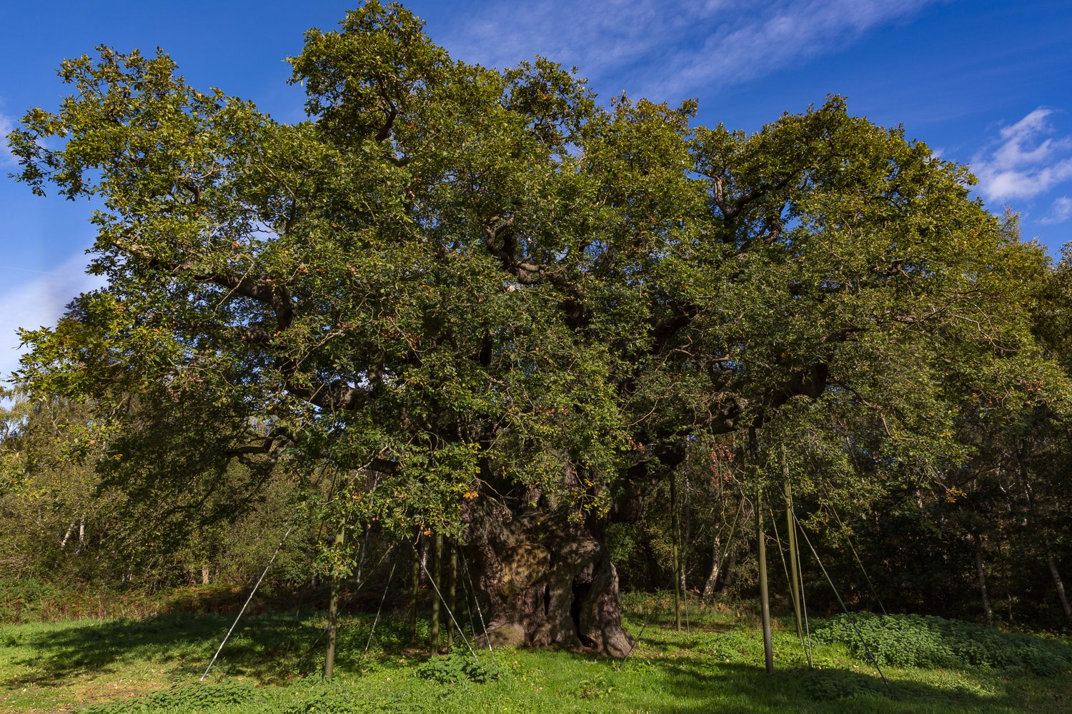 Sherwood Forest Nottinghamshire 2022 Qu Saber Antes De Ir Lo M S   The Major Oak 