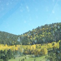 Aspens changing color on drive into Cripple Creek.