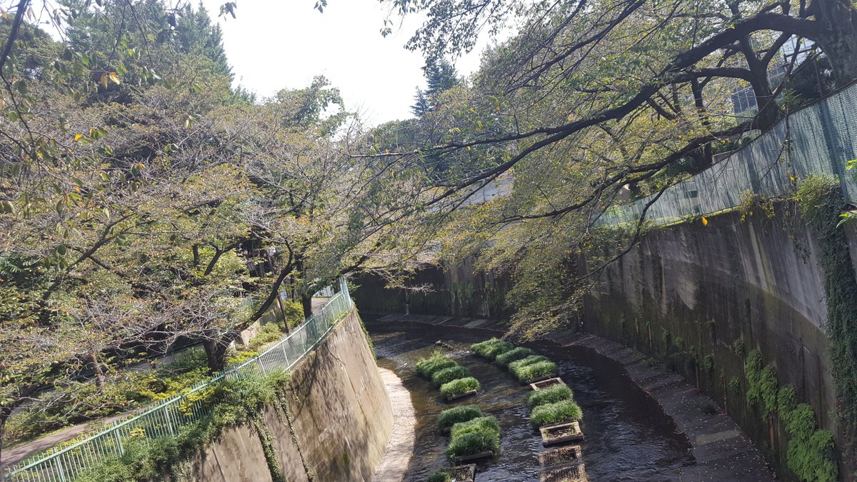 Shakuji River Green Road Itabashi Ce Qu Il Faut Savoir