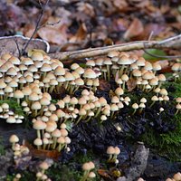 Muschrooms in the park