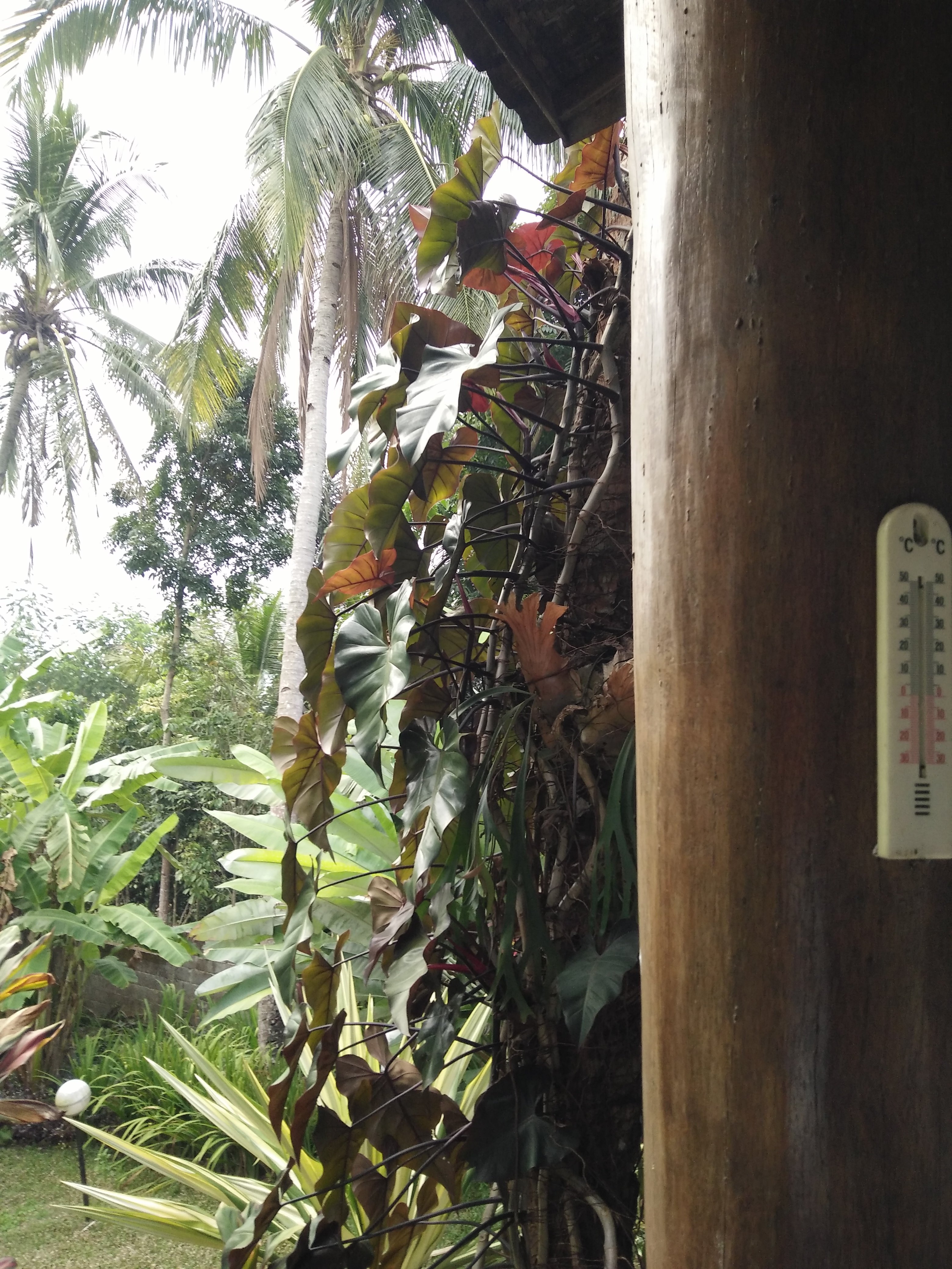 Hotel photo 11 of Guesthouse Oase van Java.