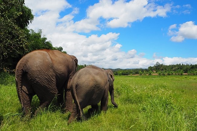 Elephant Sanctuary in Chiangmai. Green elephant sanctuary