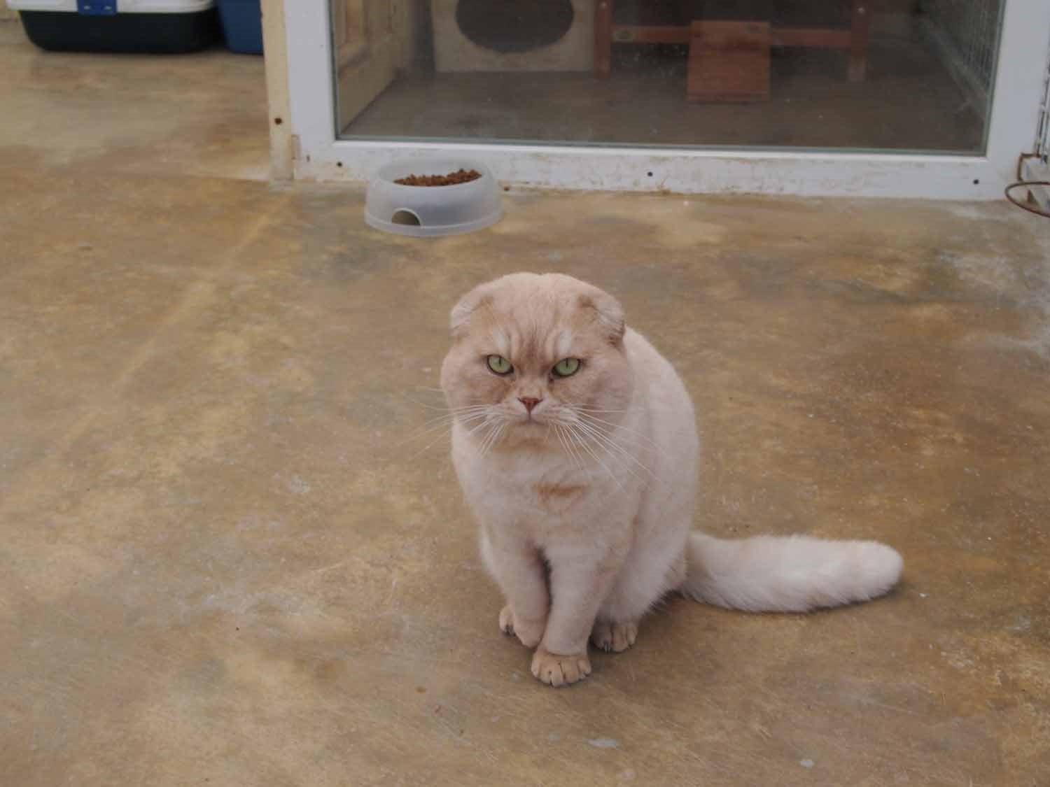 L ARCHE FELINE Vascoeuil Ce qu il faut savoir pour votre visite