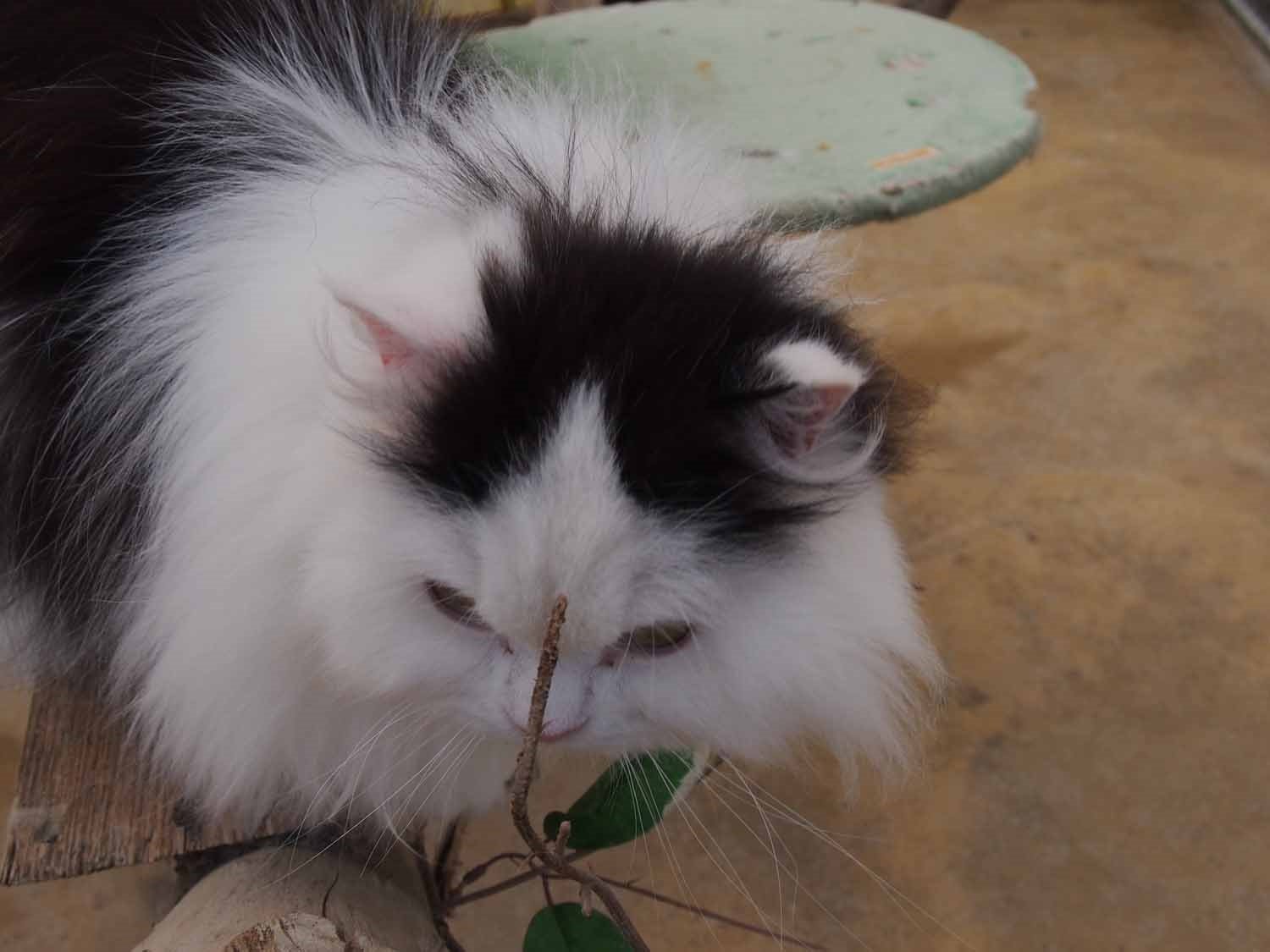 L ARCHE FELINE Vascoeuil Ce qu il faut savoir pour votre visite