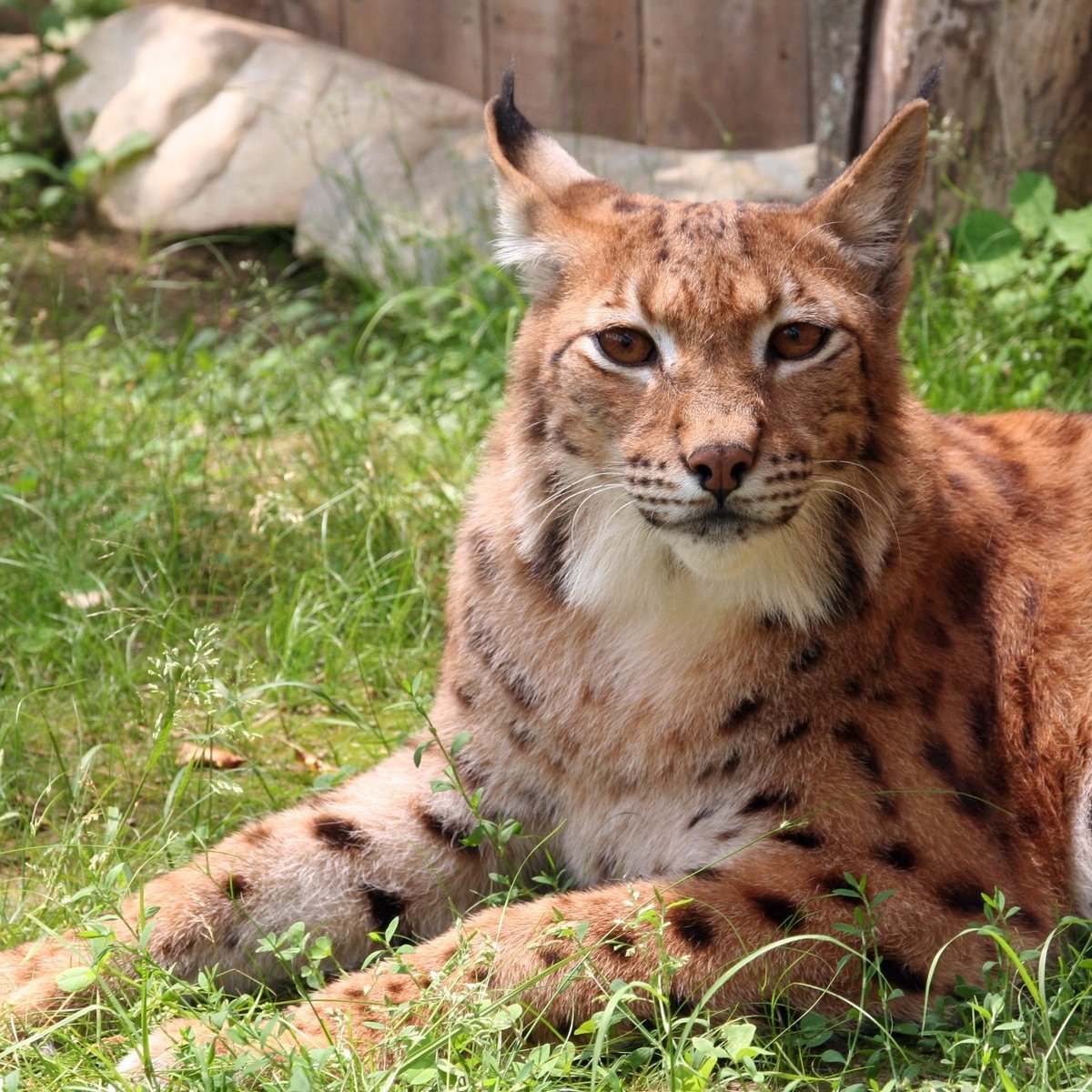 تعليقات حول ‪Animal Adventures Family Zoo & Rescue Center‬ - ‪Bolton‬,  ماساتشوستس - Tripadvisor