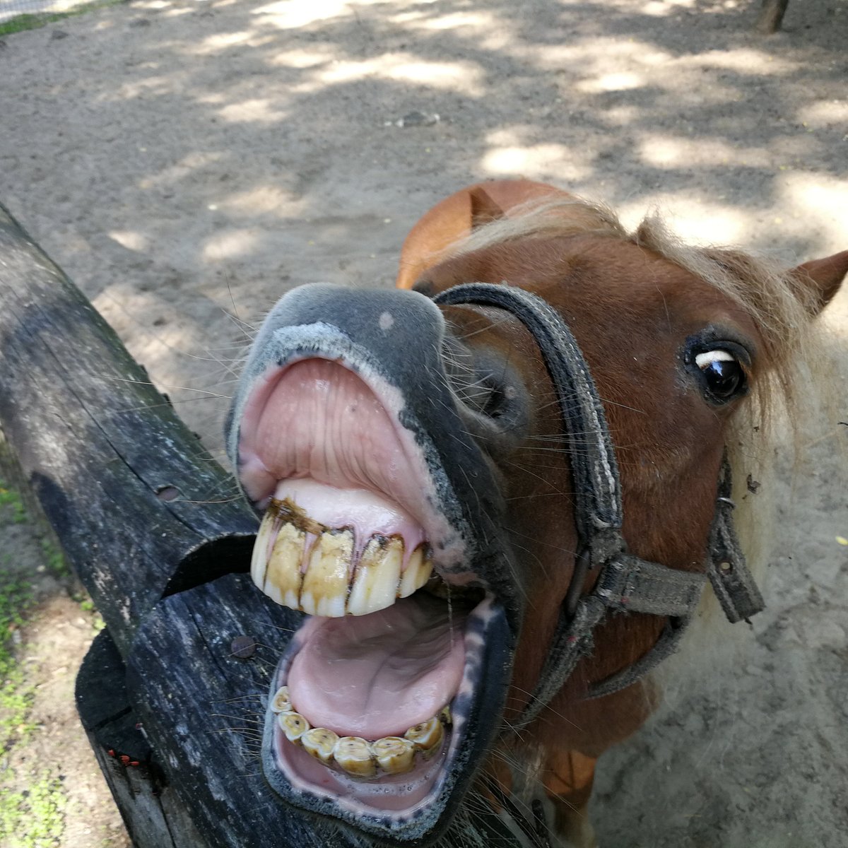 ugly horse teeth