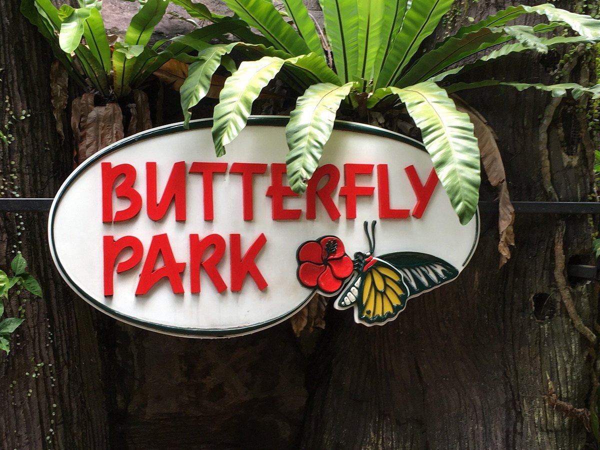 Butterfly Park & Insect Kingdom, Остров Сентоза: лучшие советы перед  посещением - Tripadvisor