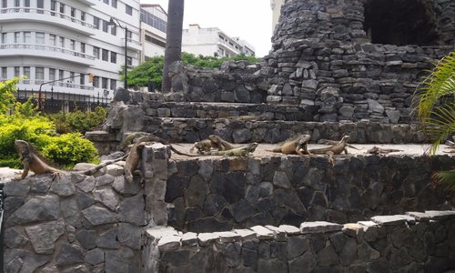 Guayaquil, Ecuador, Parque de Las Iguanas.