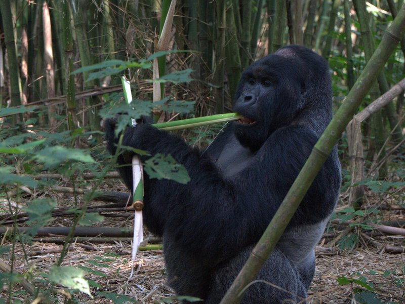 Goma, Demokratische Republik Kongo Tourismus in Goma Tripadvisor