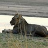 Top 7 Tours in South Luangwa National Park, South Luangwa National Park