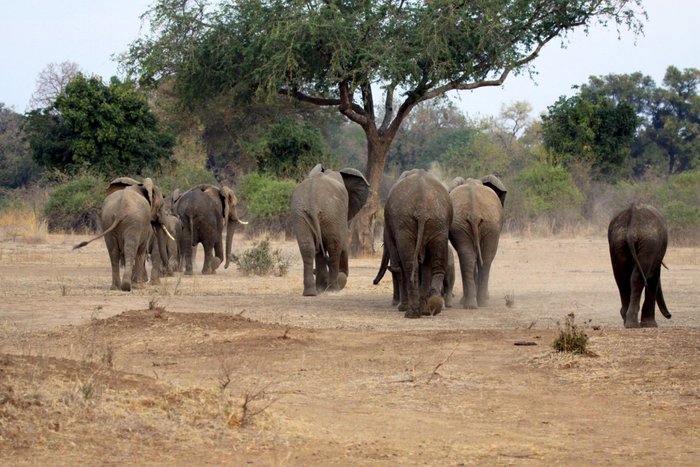 LUANGWA CAMP - Prices & Campground Reviews (Zambia/South Luangwa ...