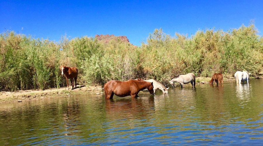 Wild horses playing and drinking from Salt River