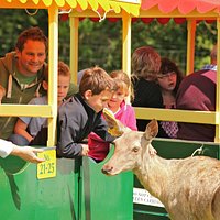 Hand feed the red deer on the Deer Train Safari