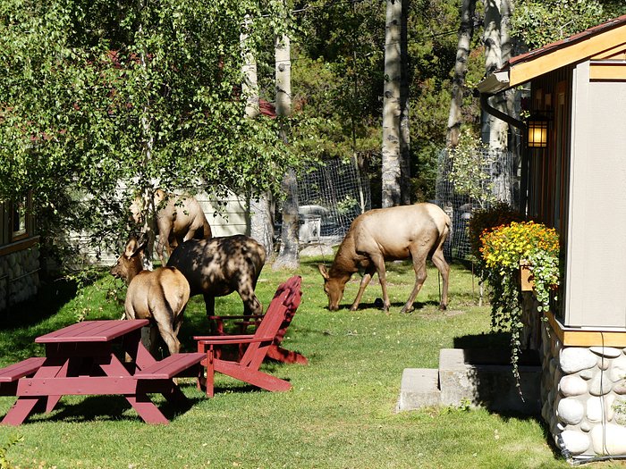Elk roaming the grounds at PLB.