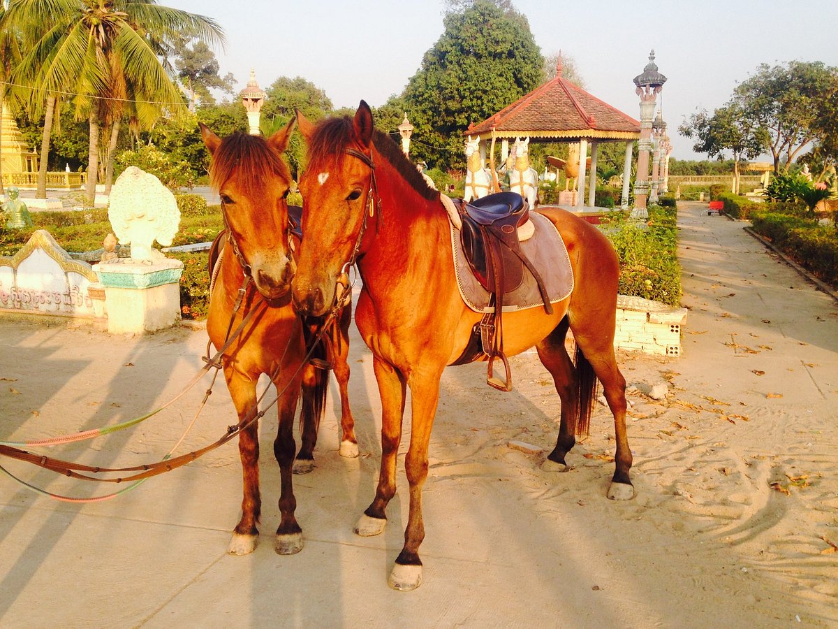 Areyksat Equestrian Trail Rides (Phnom Penh) All You Need to Know