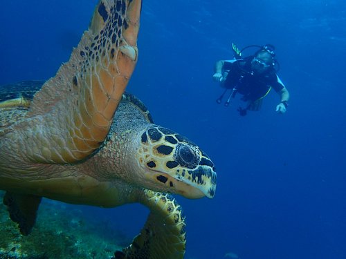 THE 5 BEST Martinique Scuba Diving & Snorkeling (Updated 2024)