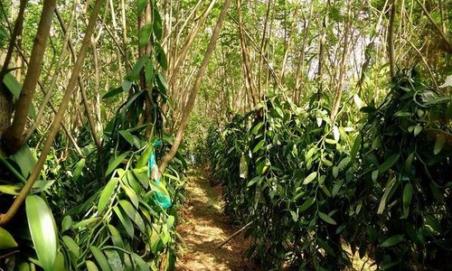 Rows of vanilla at the plantations.
