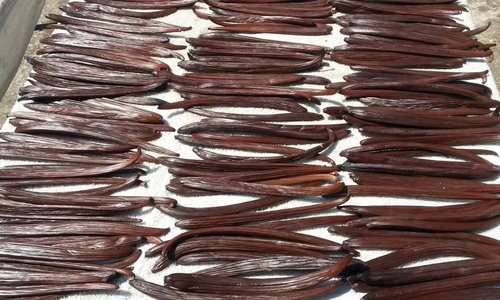 Sun drying of the vanilla pods.