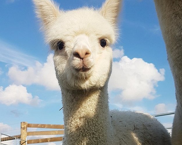 STUBBS FARM ALPACAS (Loddon) - All You Need to Know BEFORE You Go