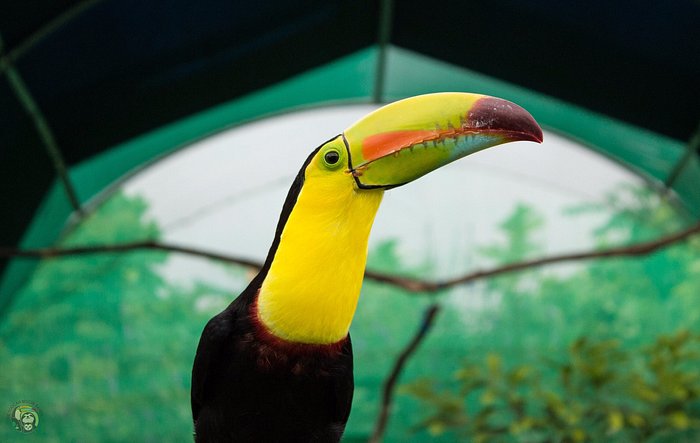 Toucan Rescue Ranch is a 2023 TOP-RATED NONPROFIT! – Toucan Rescue