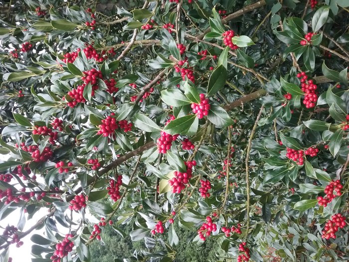 Imagen 8 de Jardines de La Fonte Baxa