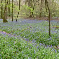 New Forest National Park (lyndhurst) - All You Need To Know Before You Go