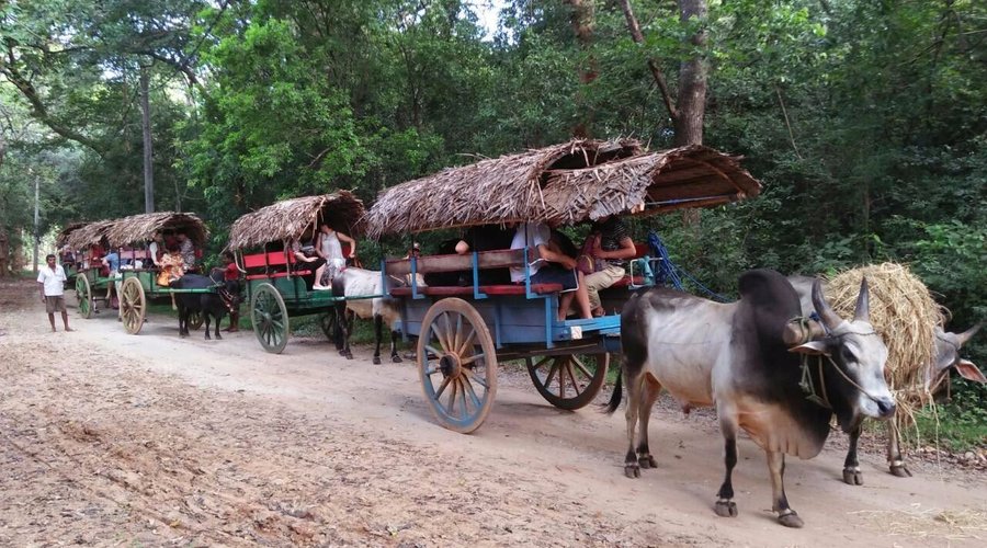 Village tour Bullock Cart Ride - We started the tour from a bullock cart which is used before ma