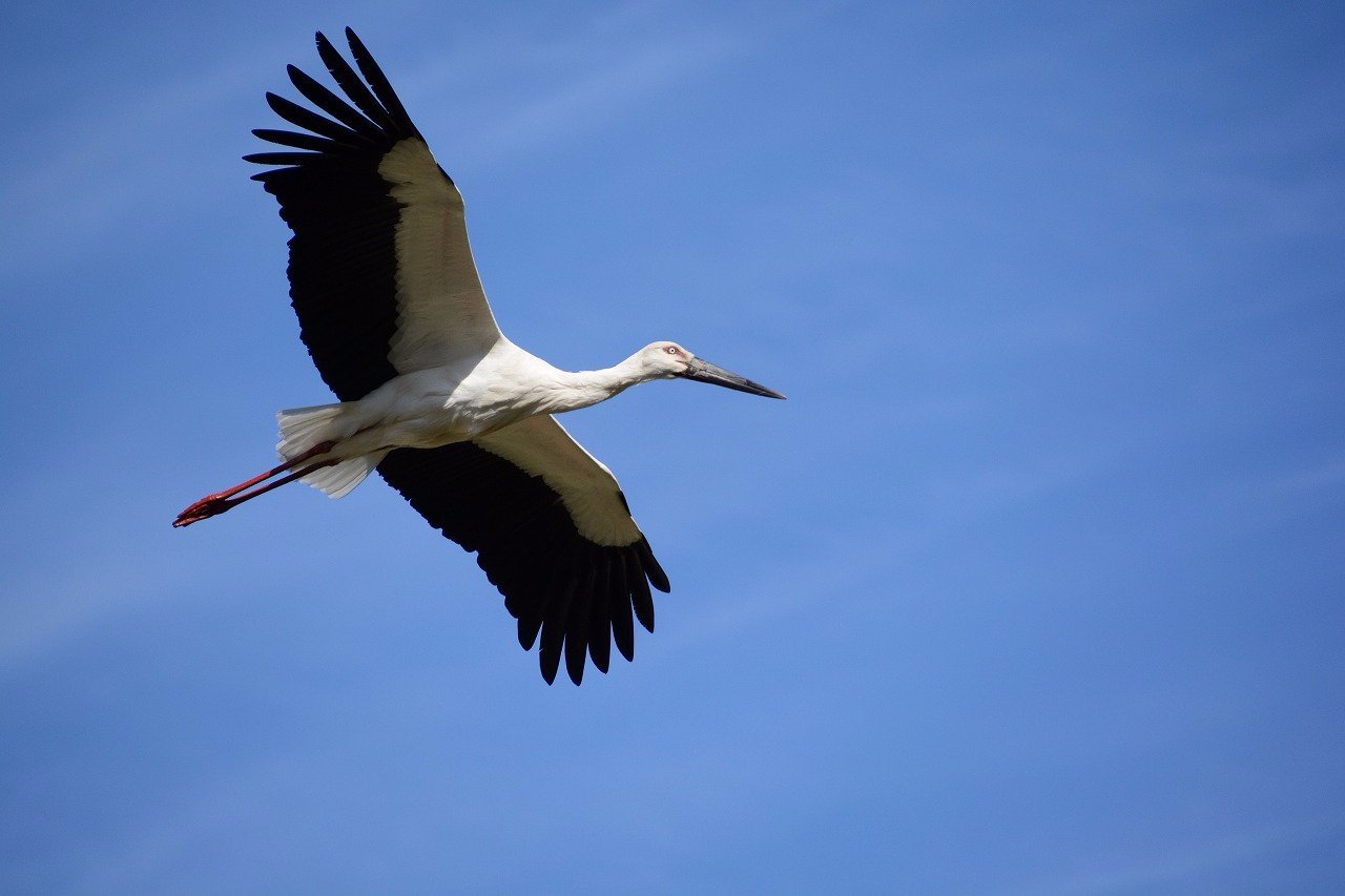 Hyogo Park of the Oriental White Stork - All You Need to Know BEFORE ...